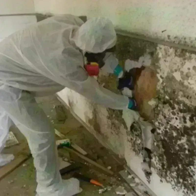 Mold Remediation and Removal in Silverthorne, CO